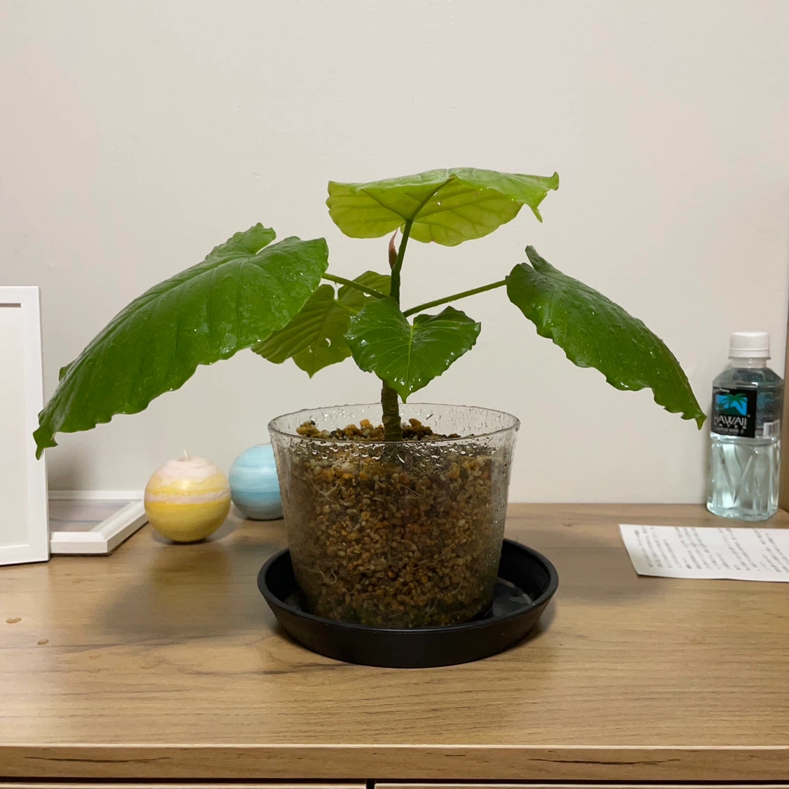 観葉植物 鉢植え 透明鉢付き