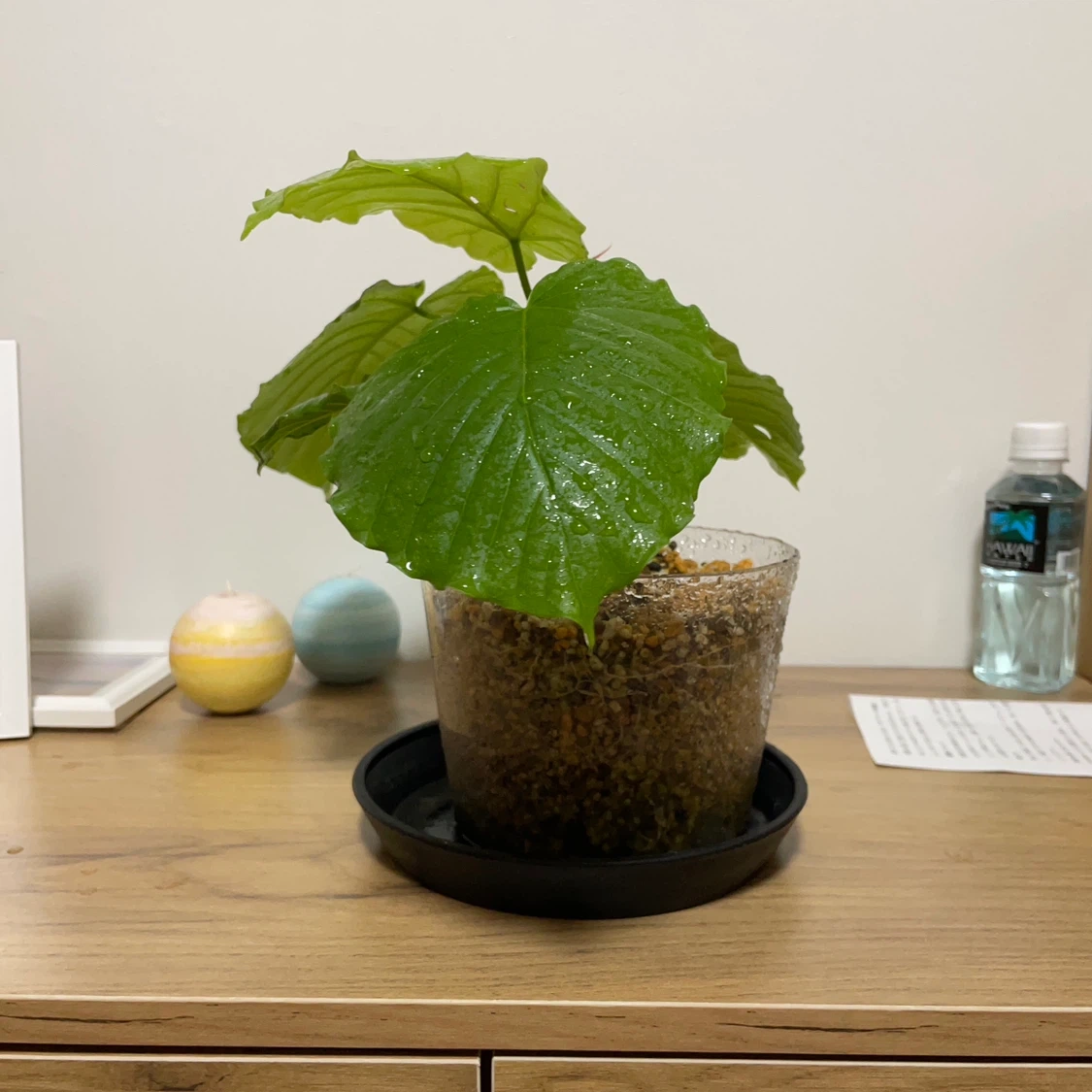 観葉植物 鉢植え 透明鉢付きの写真2枚目
