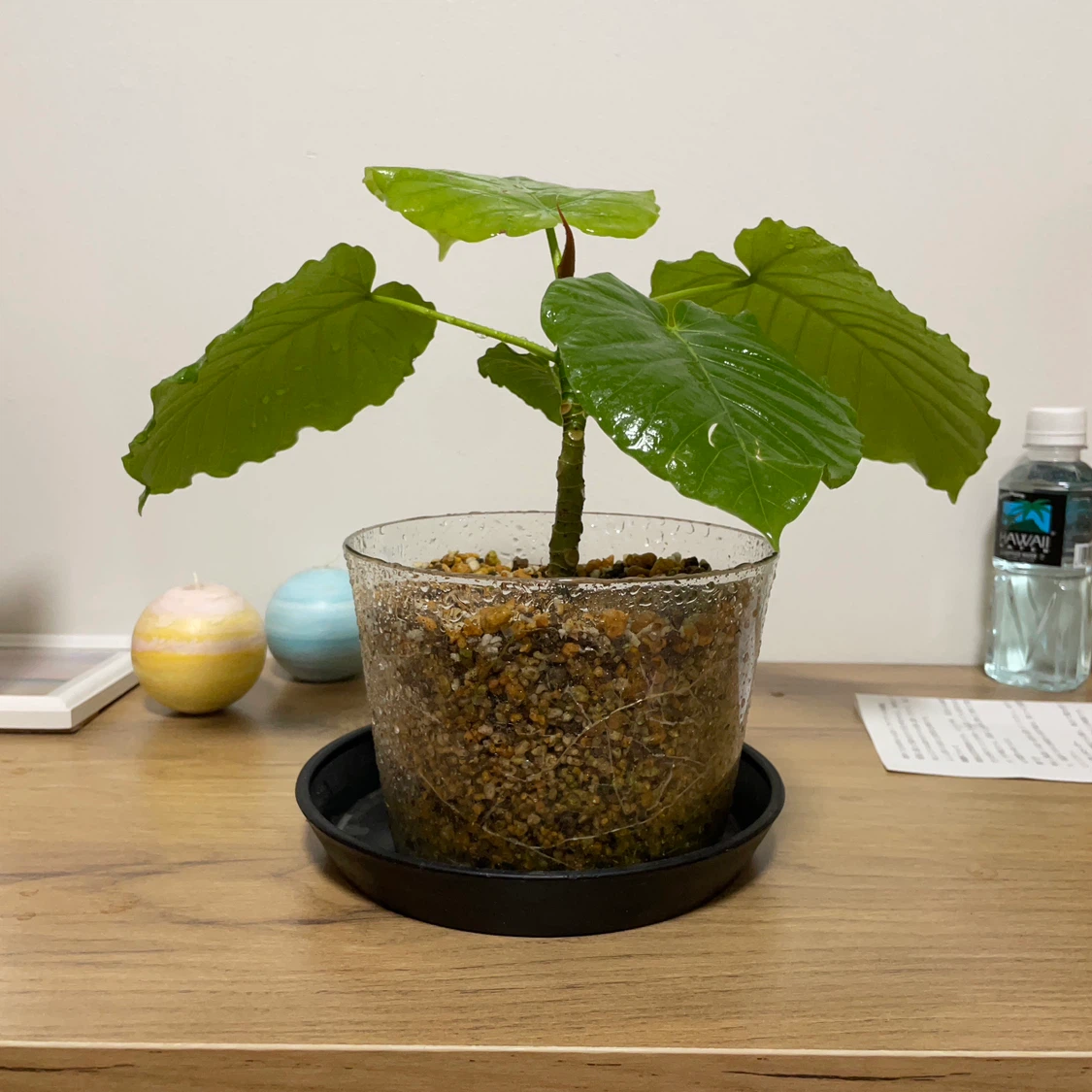 観葉植物 鉢植え 透明鉢付きの写真3枚目
