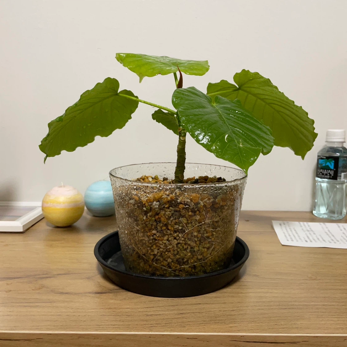 観葉植物 鉢植え 透明鉢付きの写真3枚目