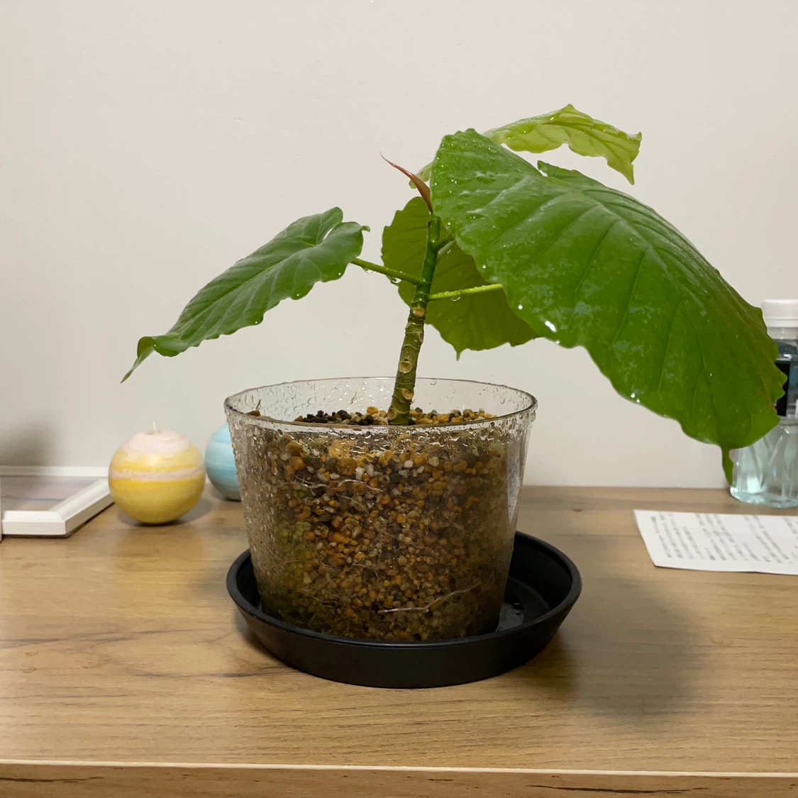 観葉植物 鉢植え 透明鉢付きの写真4枚目