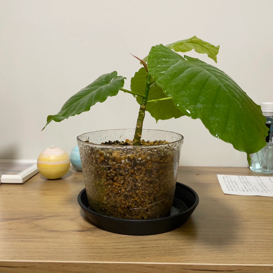 観葉植物 鉢植え 透明鉢付きの写真4枚目