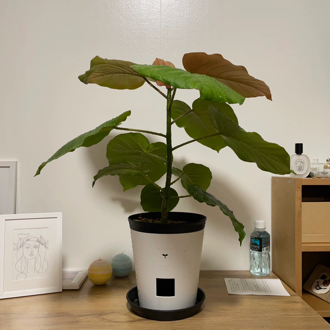 フィカス ウンベラータ 観葉植物 白鉢付
