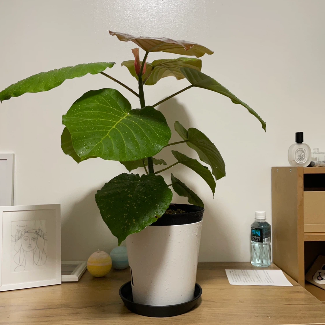 フィカス ウンベラータ 観葉植物 白鉢付の写真2枚目