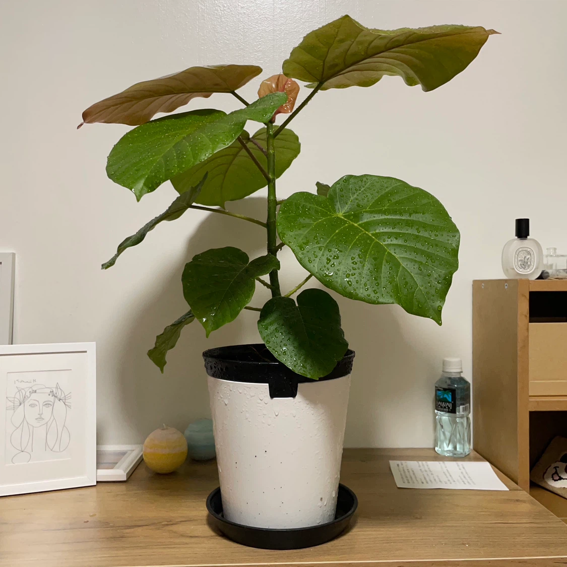 フィカス ウンベラータ 観葉植物 白鉢付の写真3枚目