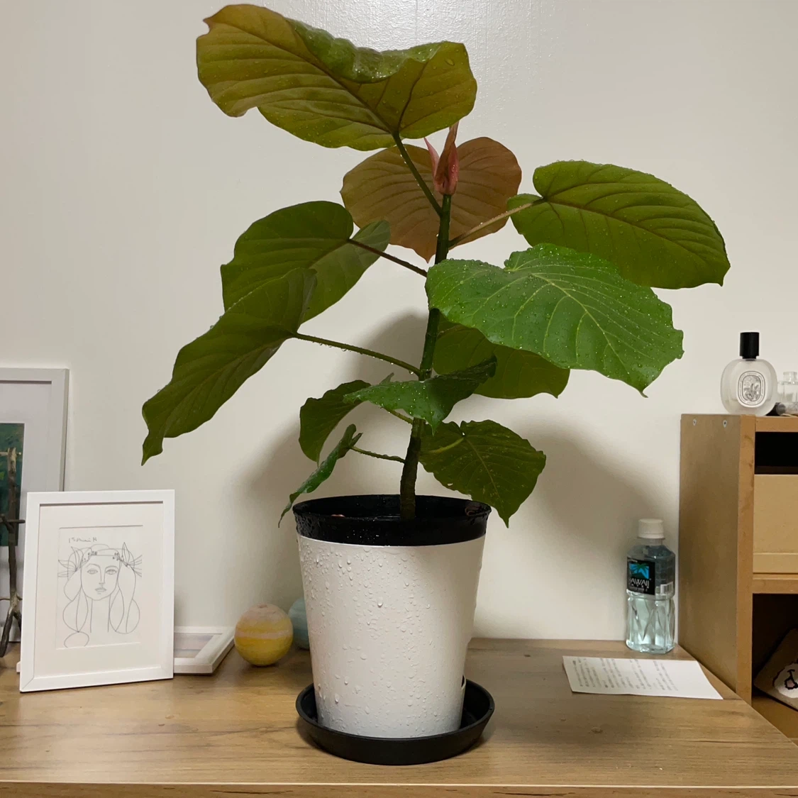 フィカス ウンベラータ 観葉植物 白鉢付の写真4枚目
