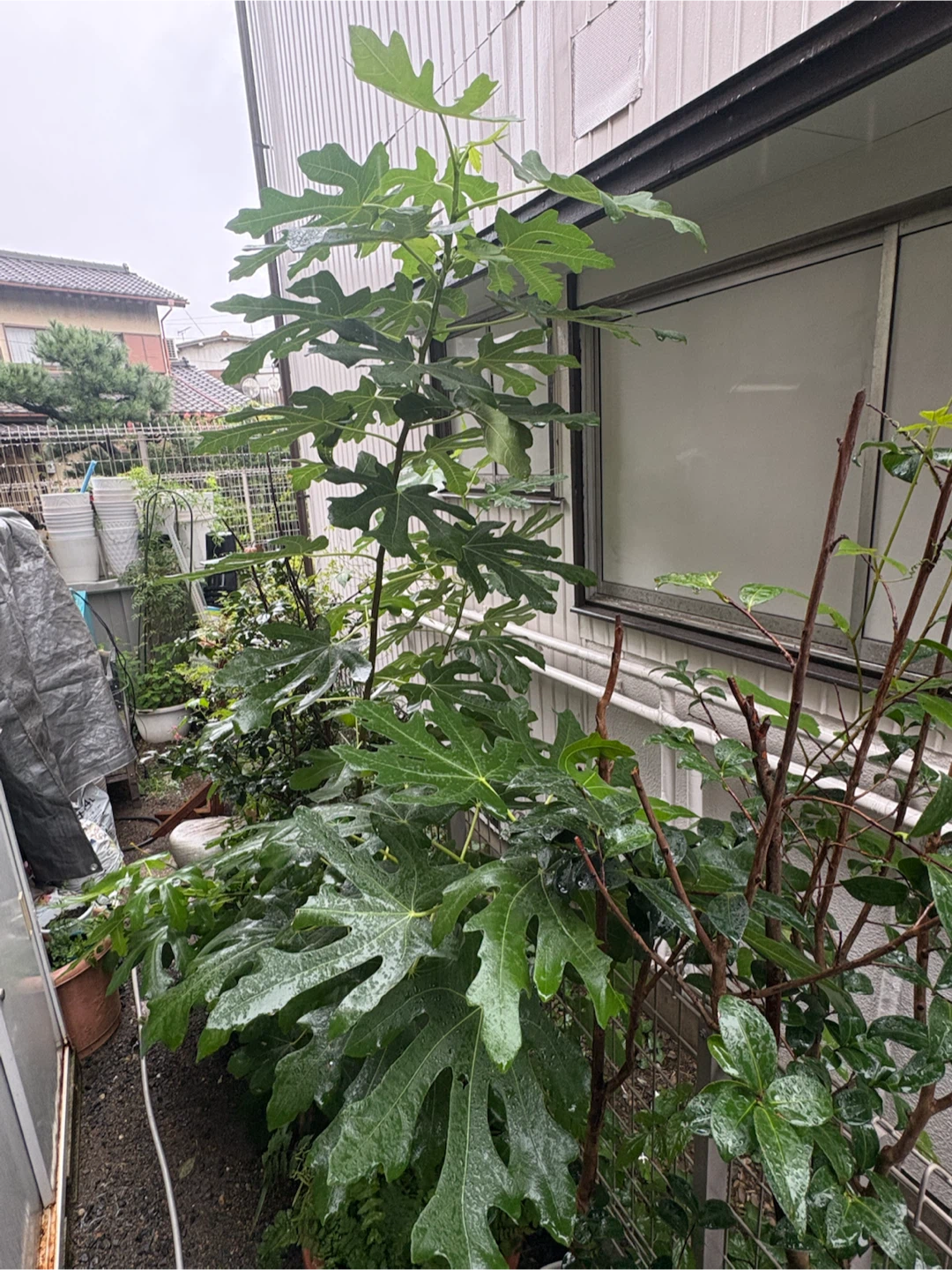 イチジクの苗木 鉢植え　大きいの写真4枚目