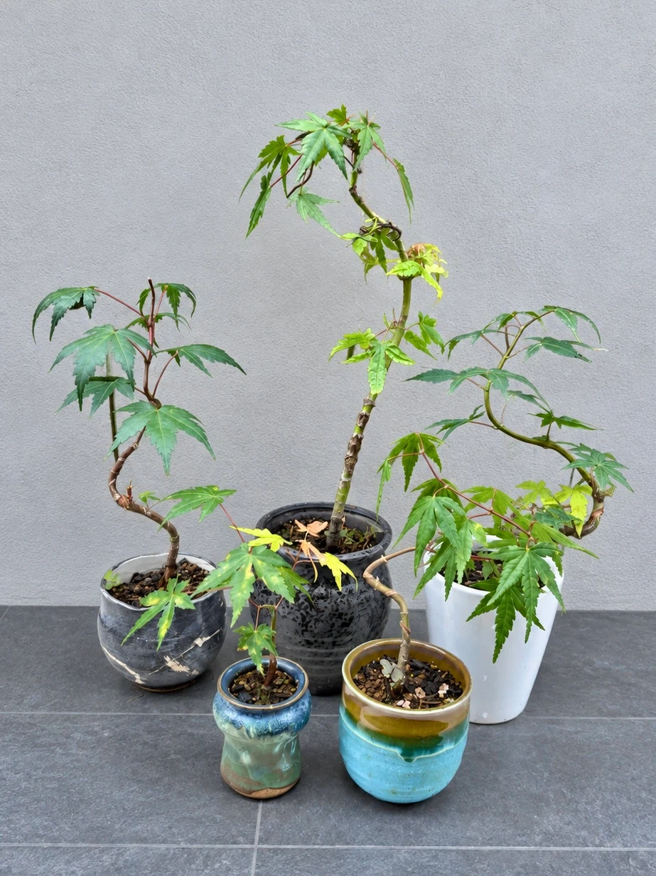 もみじ 盆栽 鉢植え 5点セット