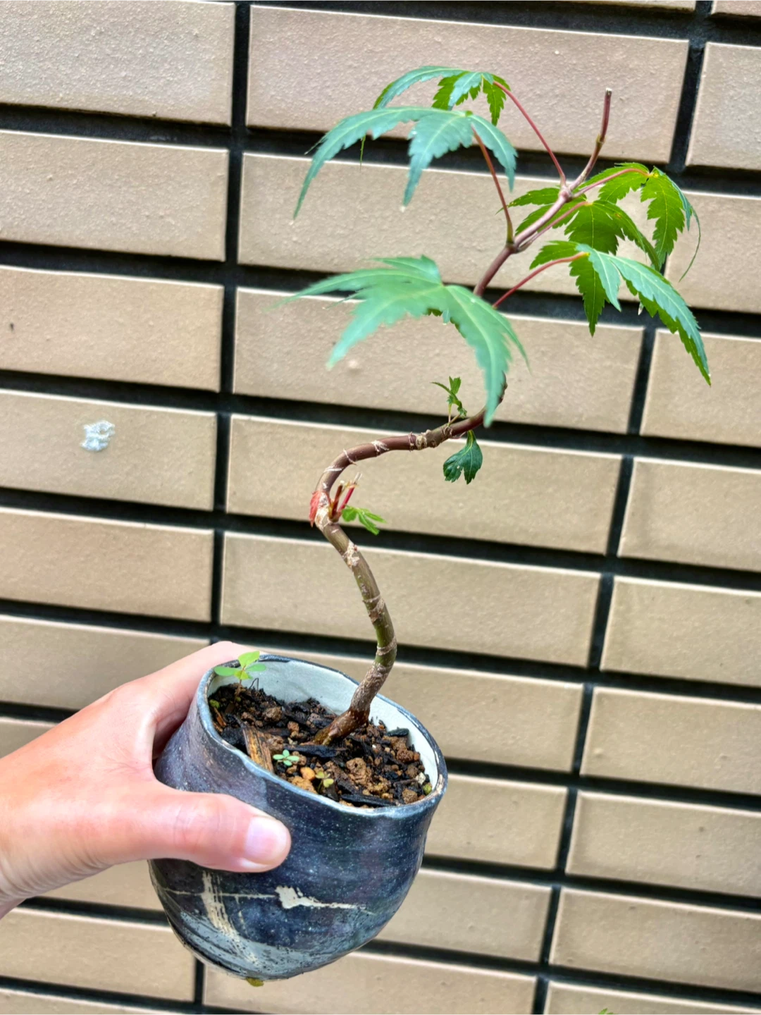 もみじ 盆栽 鉢植え 5点セットの写真2枚目