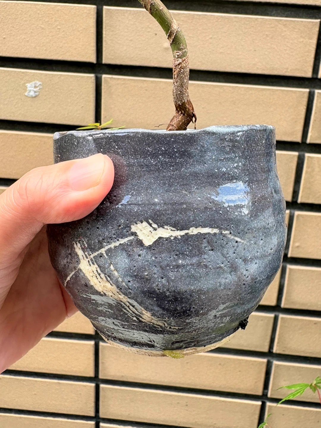 もみじ 盆栽 鉢植え 5点セットの写真3枚目