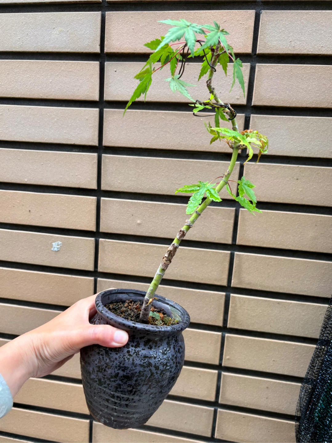 もみじ 盆栽 鉢植え 5点セットの写真4枚目