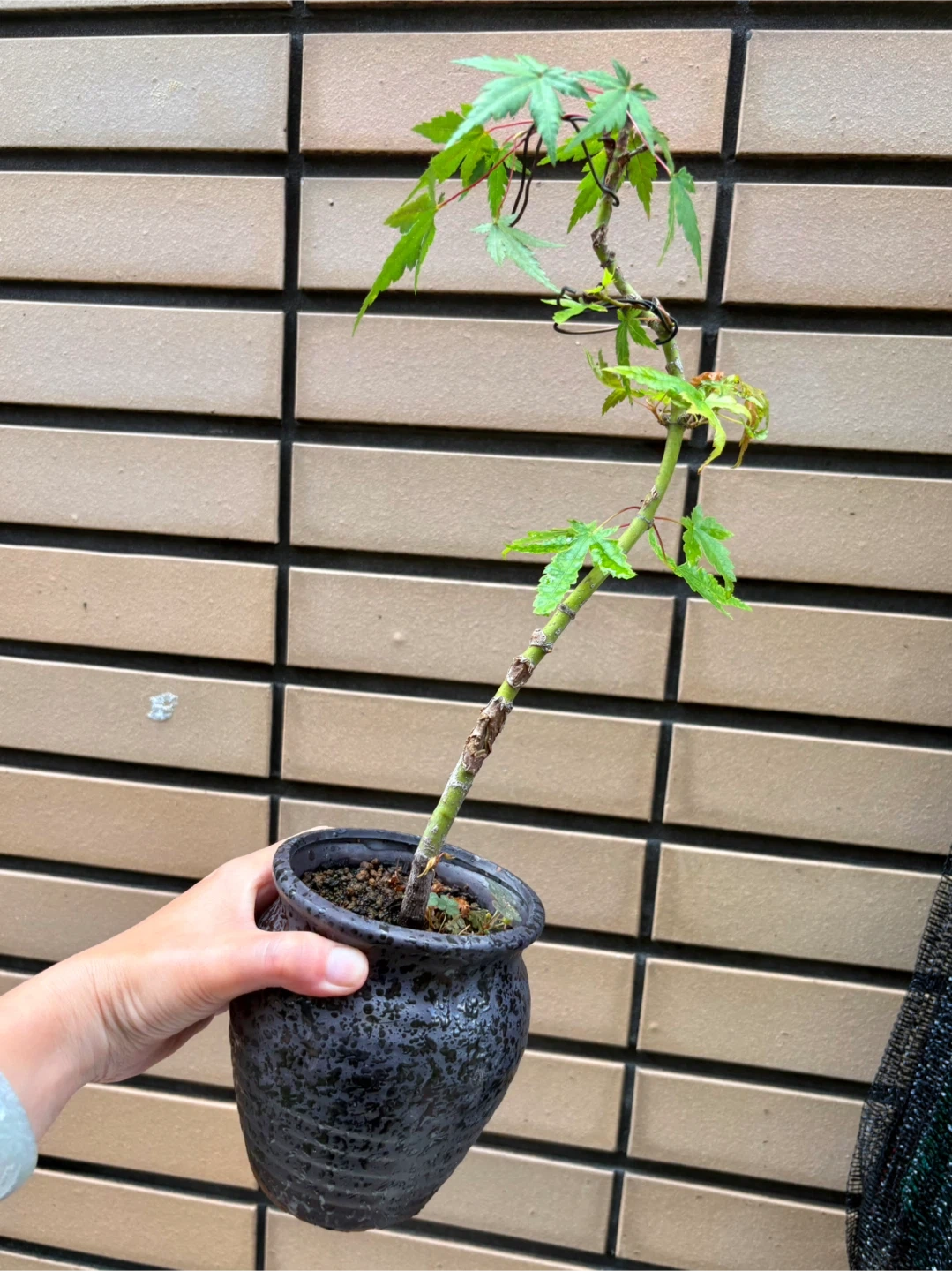 もみじ 盆栽 鉢植え 5点セットの写真4枚目