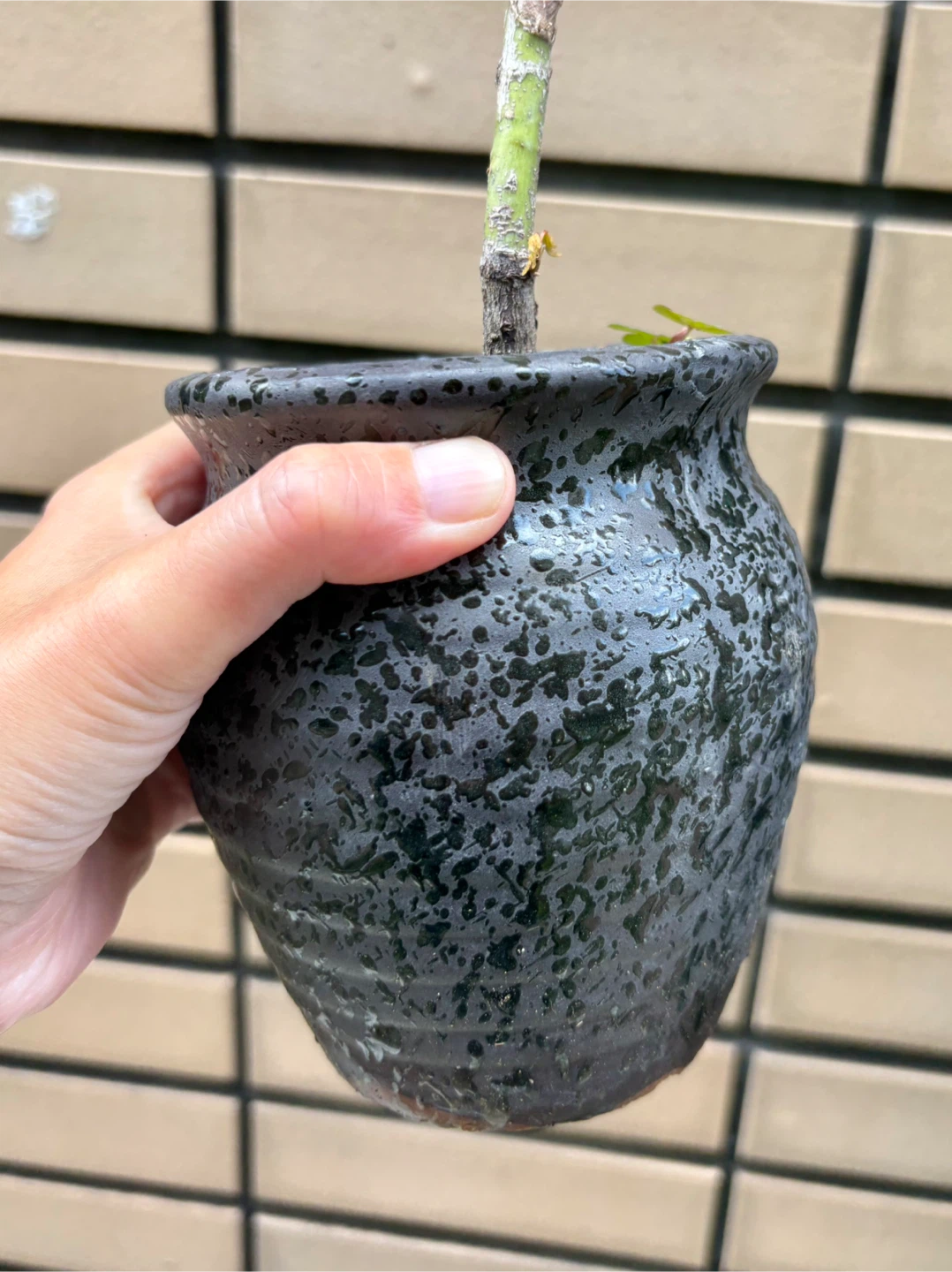 もみじ 盆栽 鉢植え 5点セットの写真5枚目