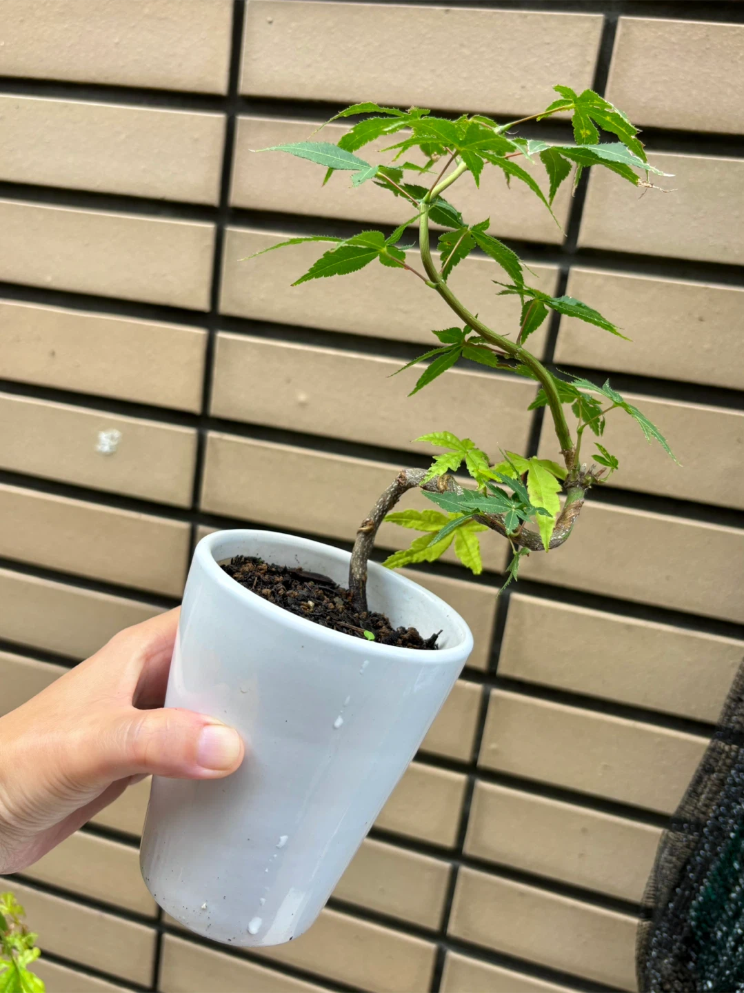 もみじ 盆栽 鉢植え 5点セットの写真6枚目
