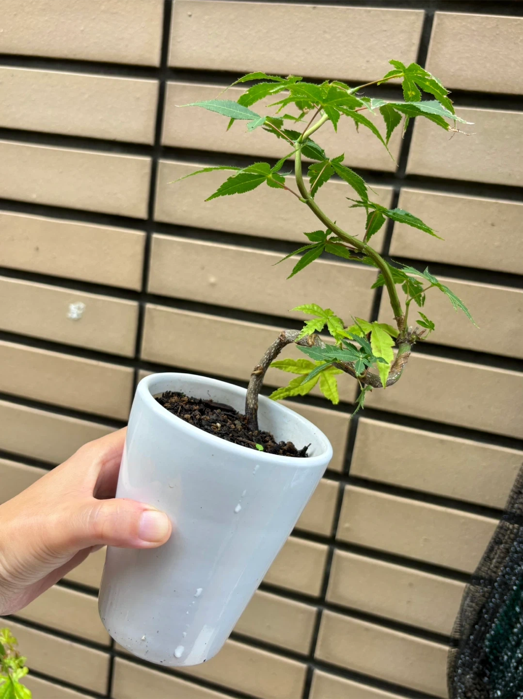 もみじ 盆栽 鉢植え 5点セットの写真6枚目