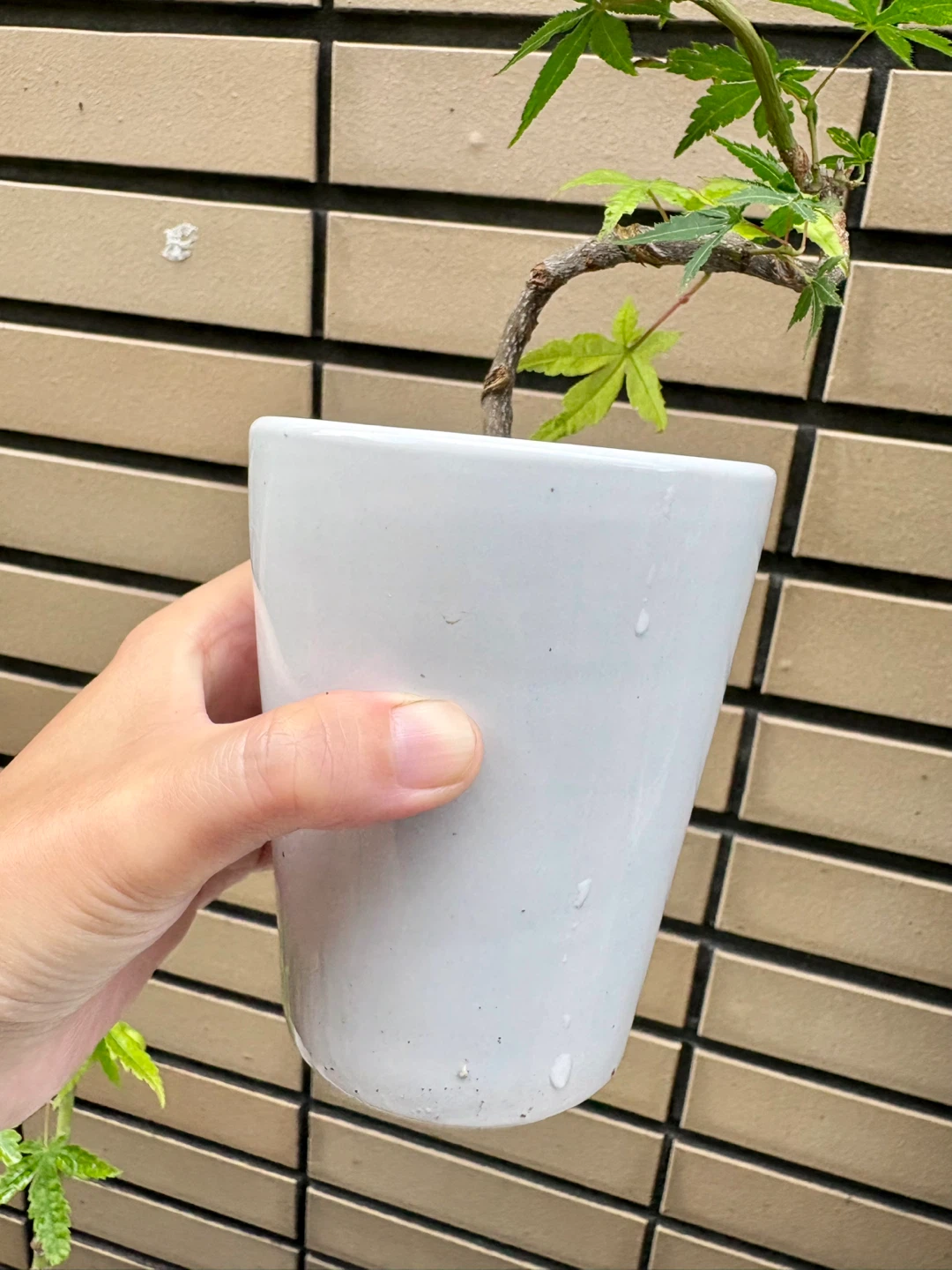 もみじ 盆栽 鉢植え 5点セットの写真7枚目