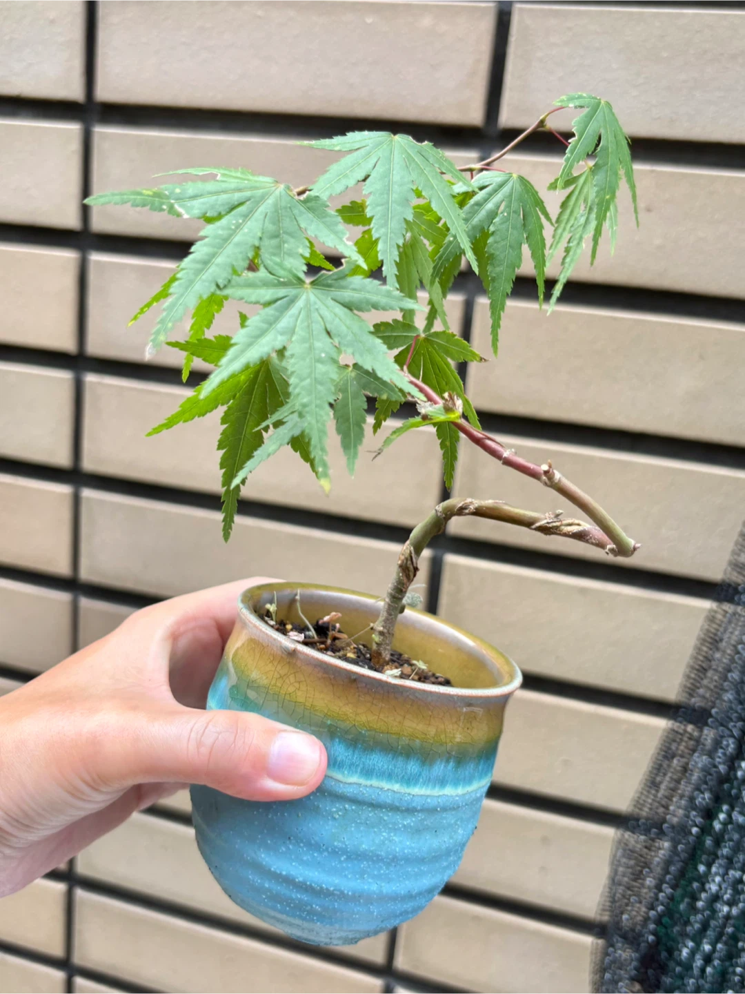 もみじ 盆栽 鉢植え 5点セットの写真8枚目