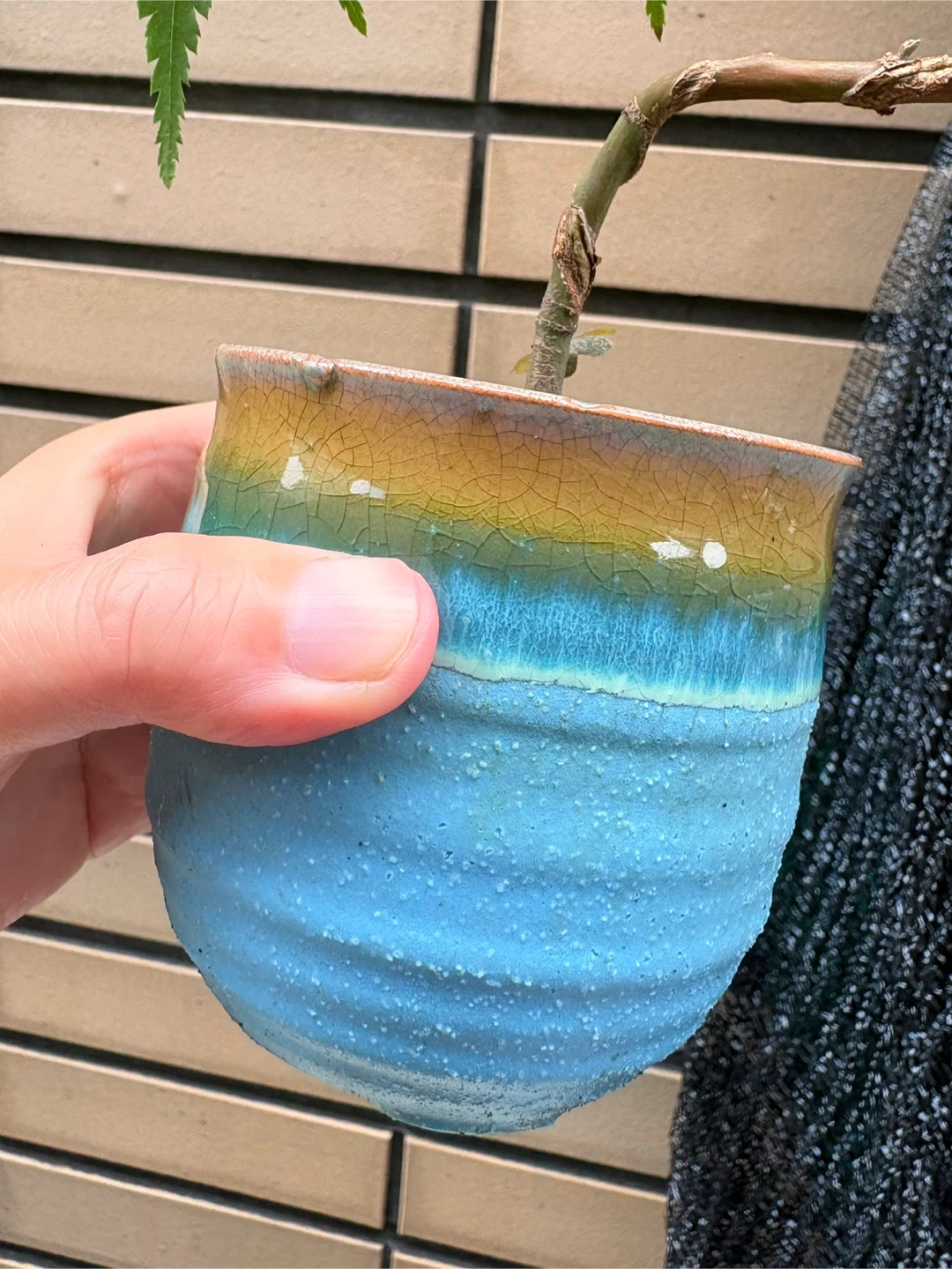 もみじ 盆栽 鉢植え 5点セットの写真9枚目