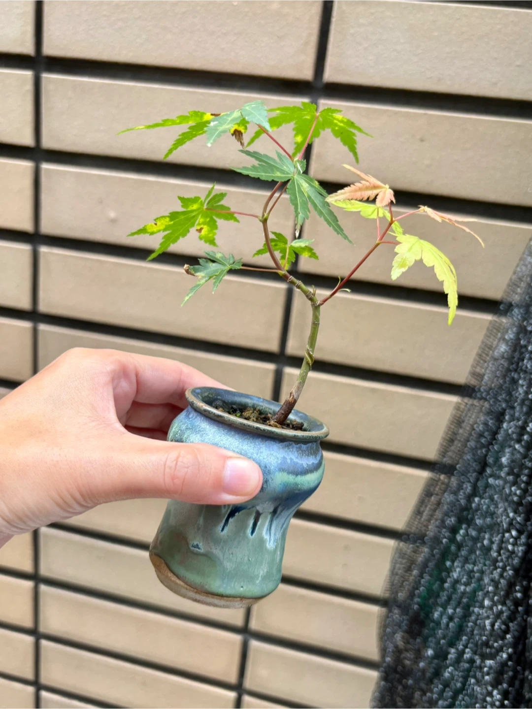 もみじ 盆栽 鉢植え 5点セットの写真10枚目