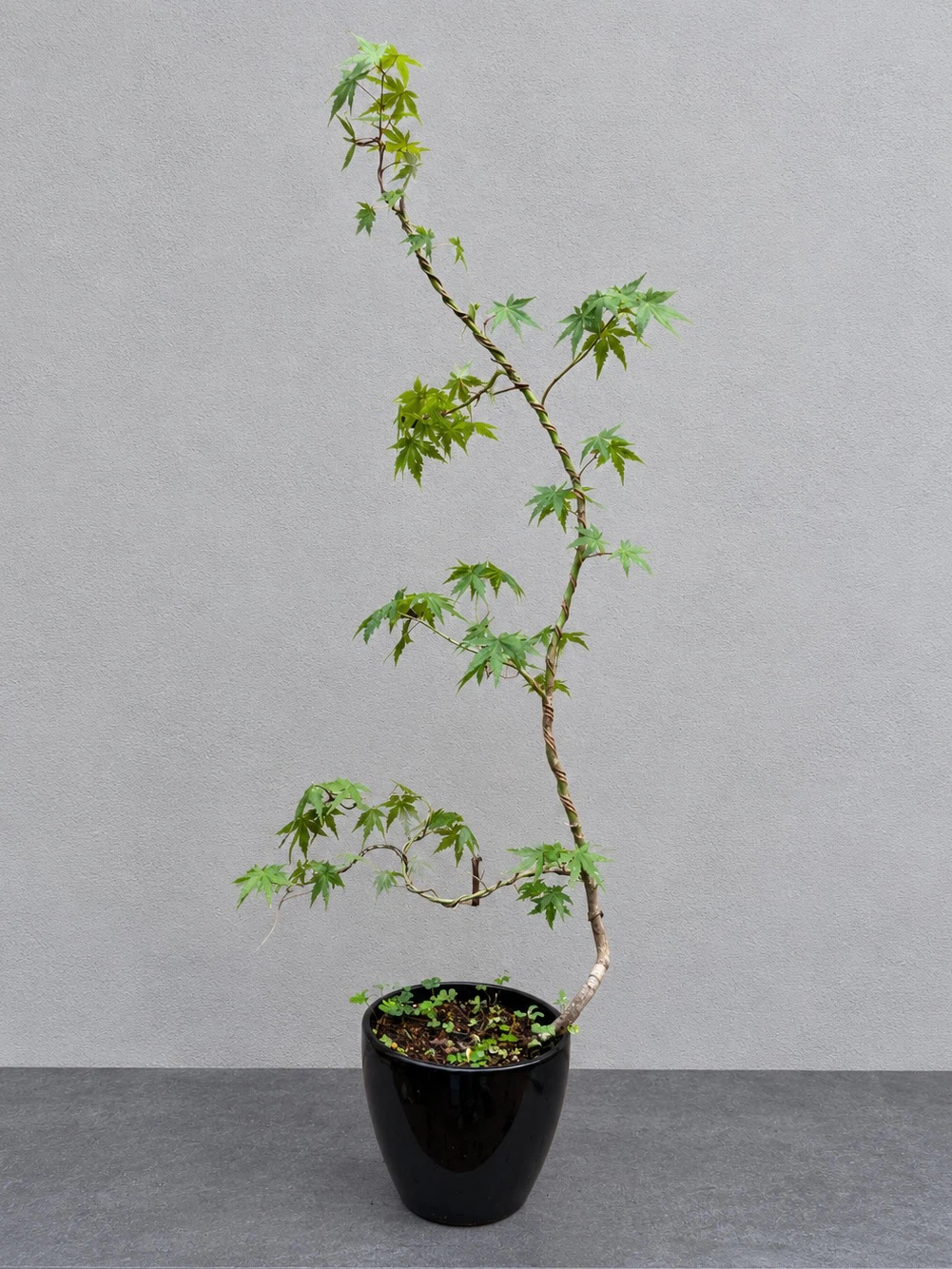 モミジ かえで　盆栽 観葉植物 黒鉢付き