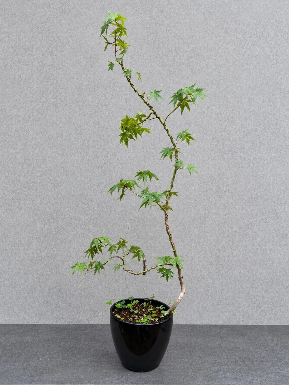モミジ かえで 盆栽 観葉植物 黒鉢付き