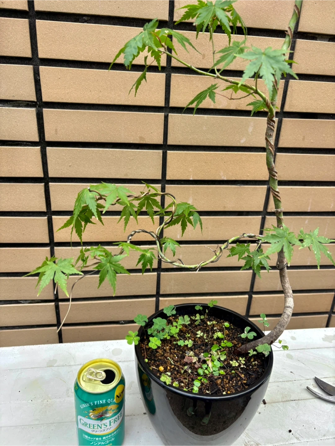 モミジ かえで 盆栽 観葉植物 黒鉢付きの写真2枚目