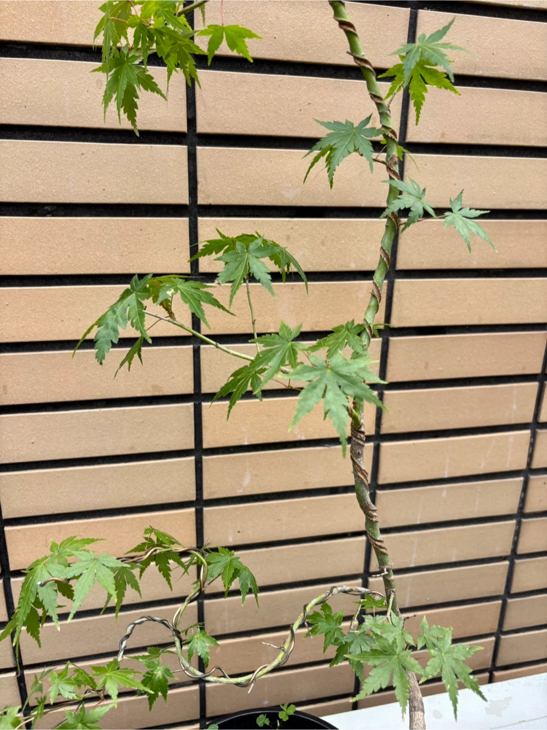 モミジ かえで 盆栽 観葉植物 黒鉢付きの写真3枚目