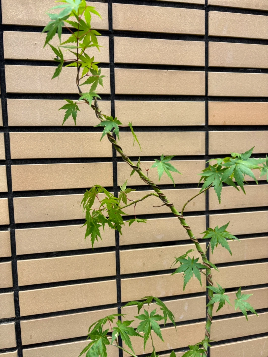 モミジ かえで 盆栽 観葉植物 黒鉢付きの写真4枚目