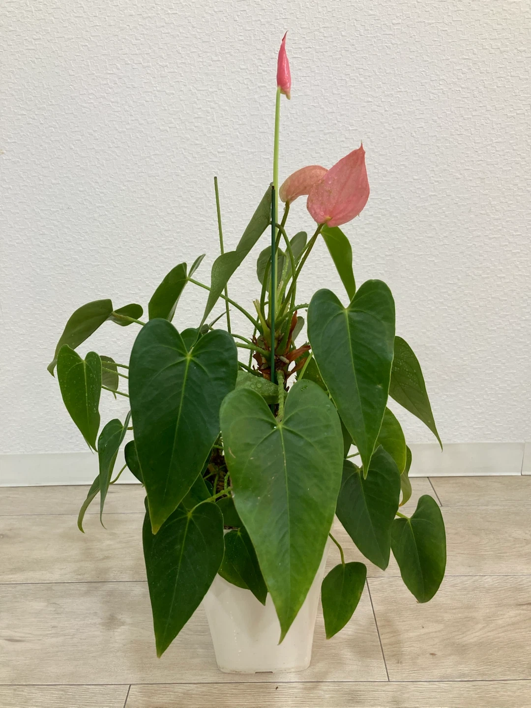 アンスリウム ピンク 観葉植物