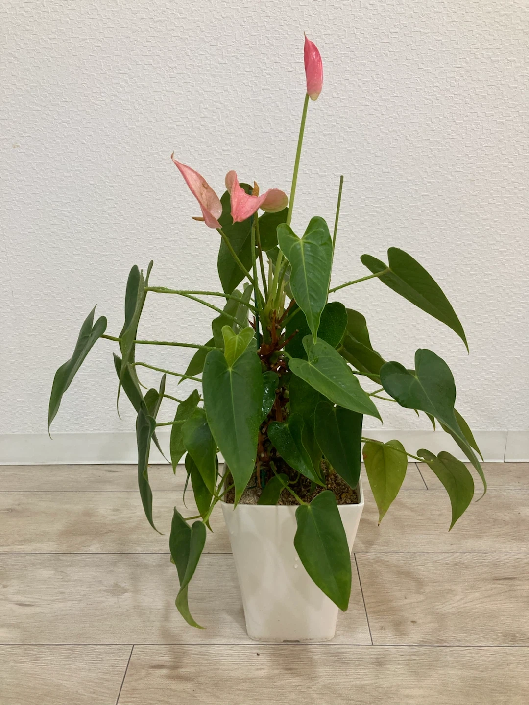 アンスリウム ピンク 観葉植物の写真2枚目