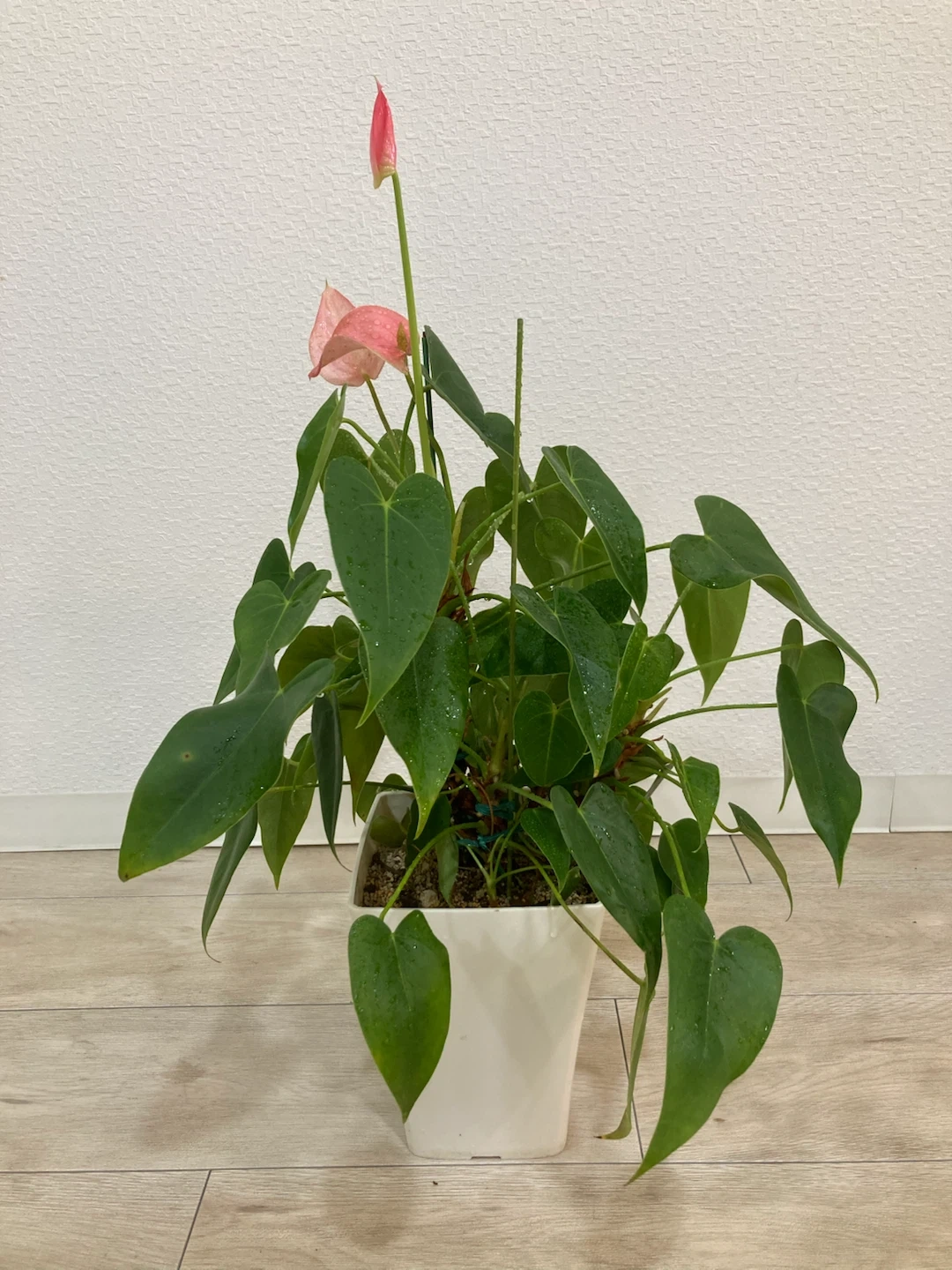 アンスリウム ピンク 観葉植物の写真3枚目