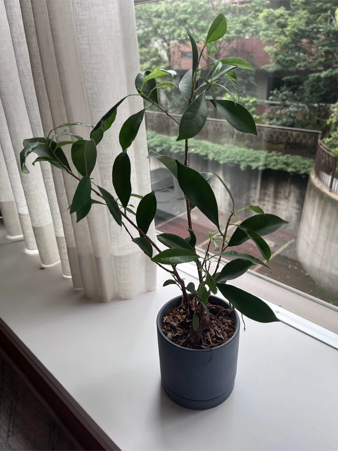 観葉植物 鉢植え