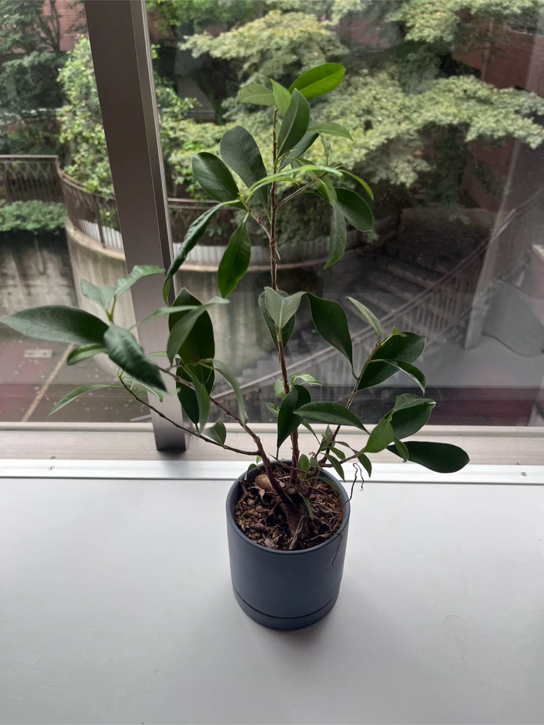 観葉植物 鉢植えの写真2枚目