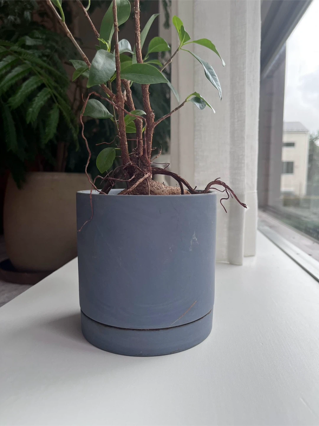 観葉植物 鉢植えの写真3枚目