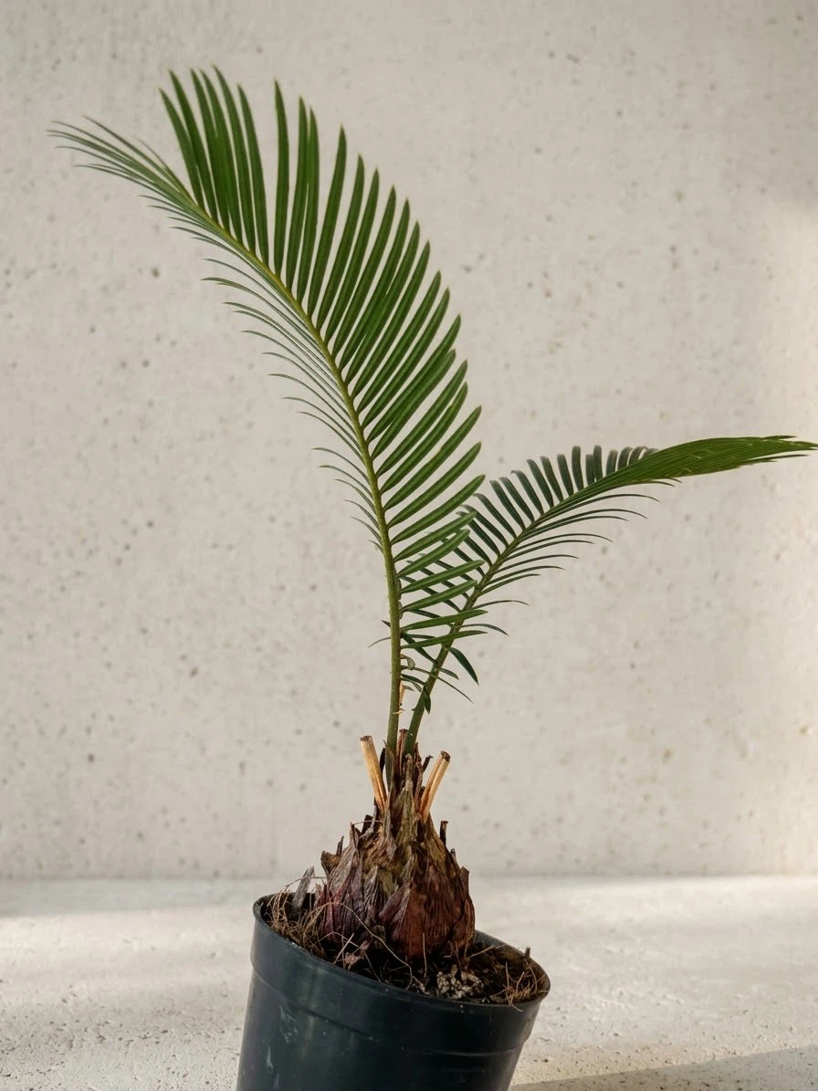 ソテツ 観葉植物 鉢植え