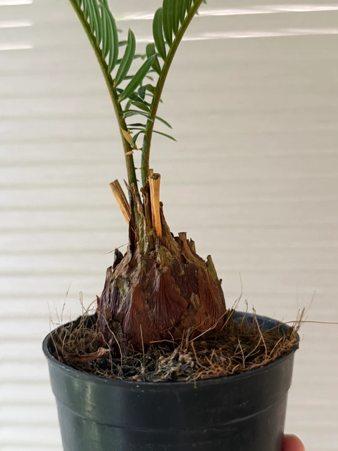 ソテツ 観葉植物 鉢植えの写真2枚目