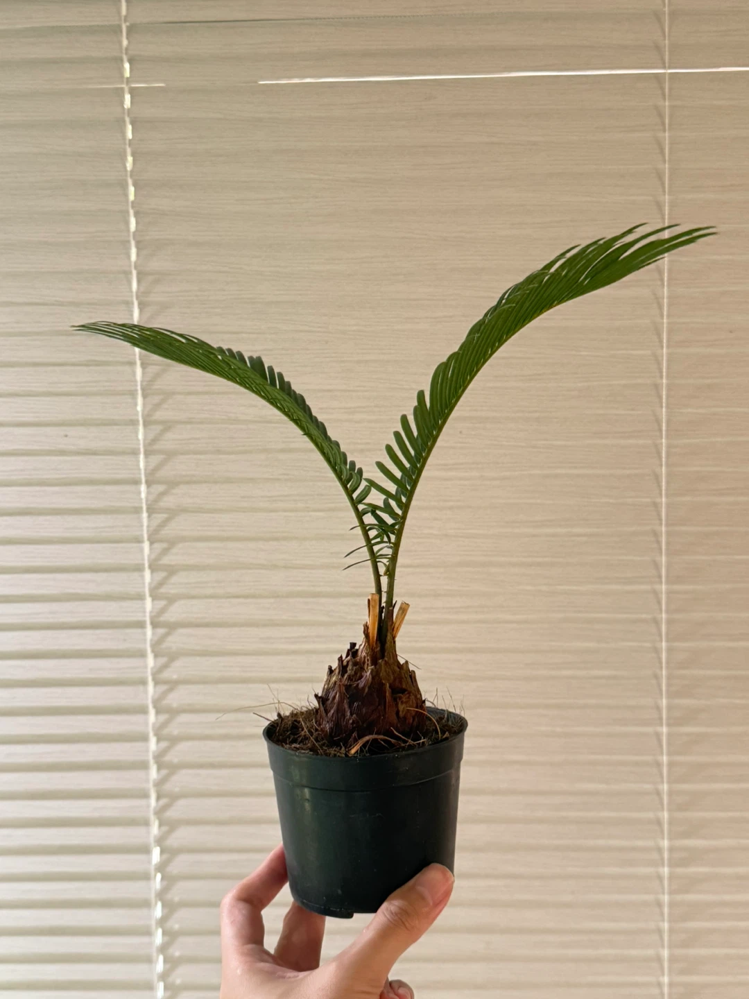 ソテツ 観葉植物 鉢植えの写真3枚目