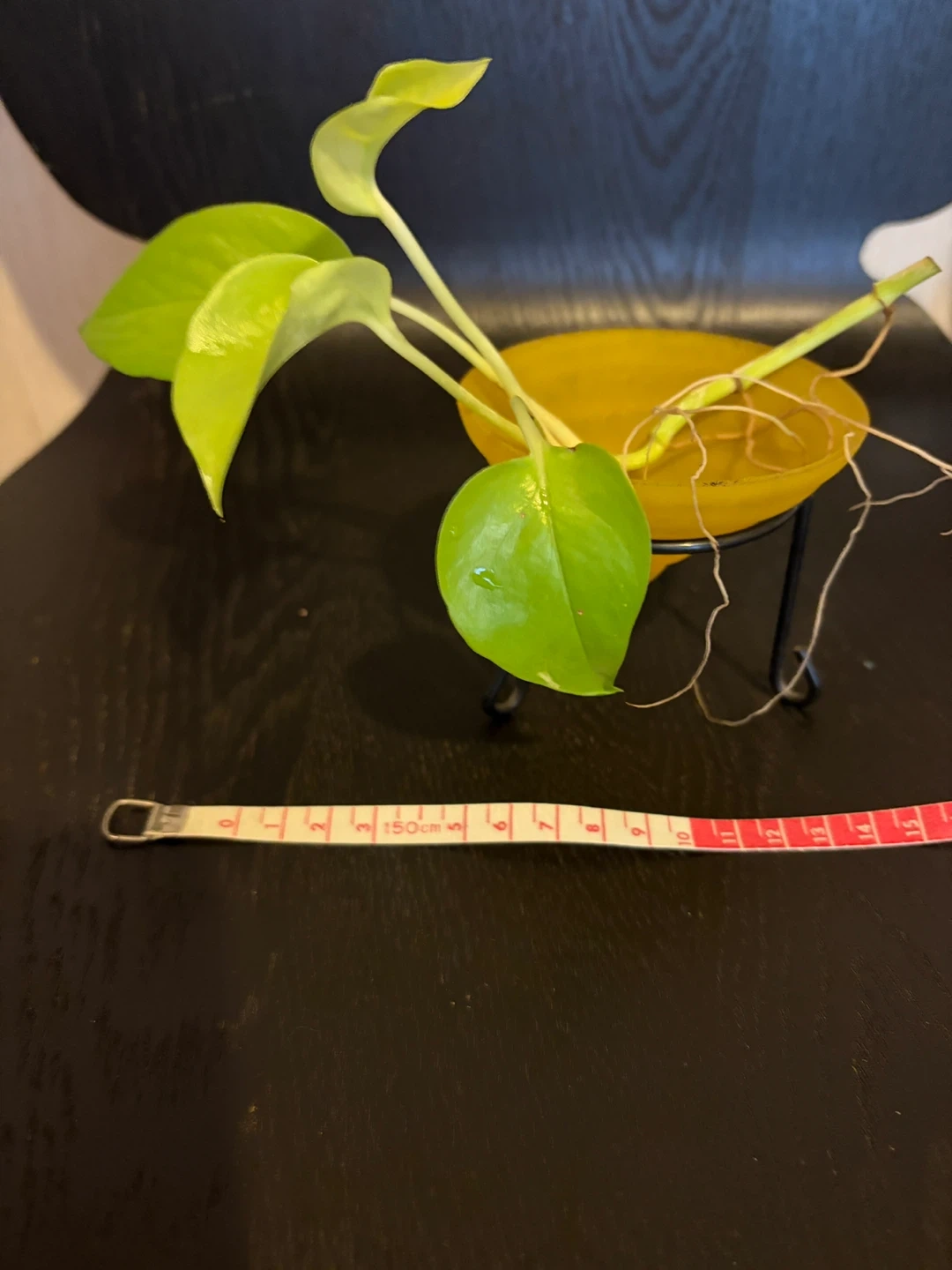 ポトス ライム 水耕栽培 観葉植物 容器は付きません