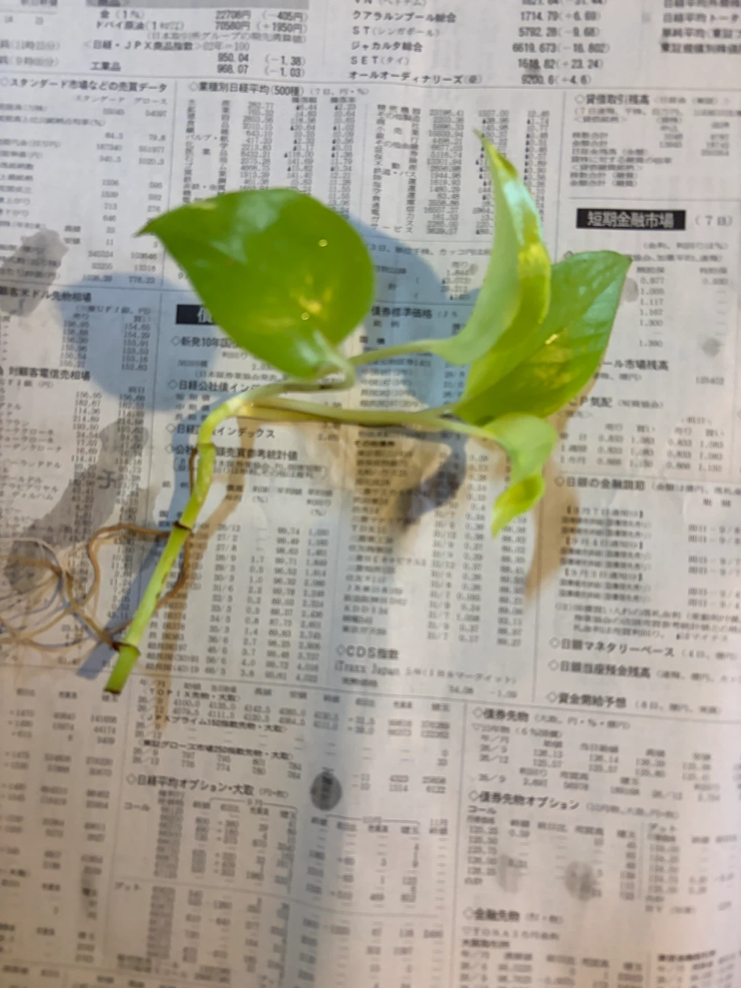 ポトス ライム 水耕栽培 観葉植物 容器は付きませんの写真2枚目