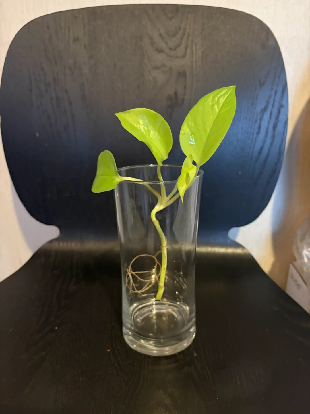 ポトス ライム 水耕栽培 観葉植物 容器は付きませんの写真4枚目