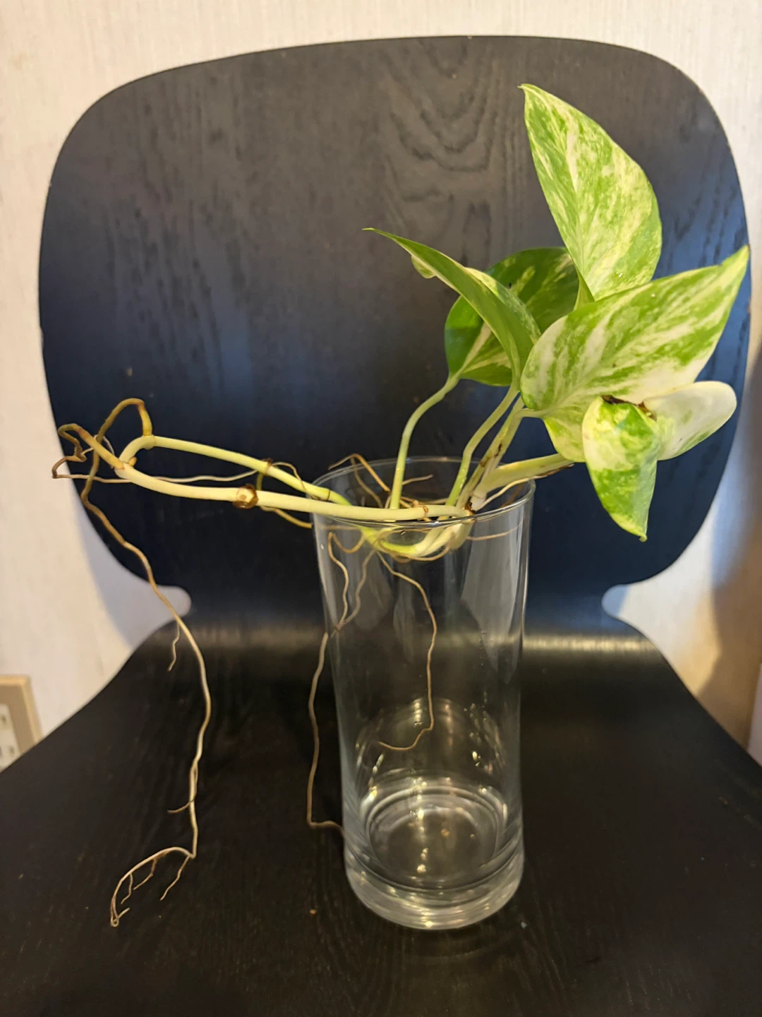 斑入りポトス 水耕栽培 観葉植物 容器は入りませんの写真2枚目