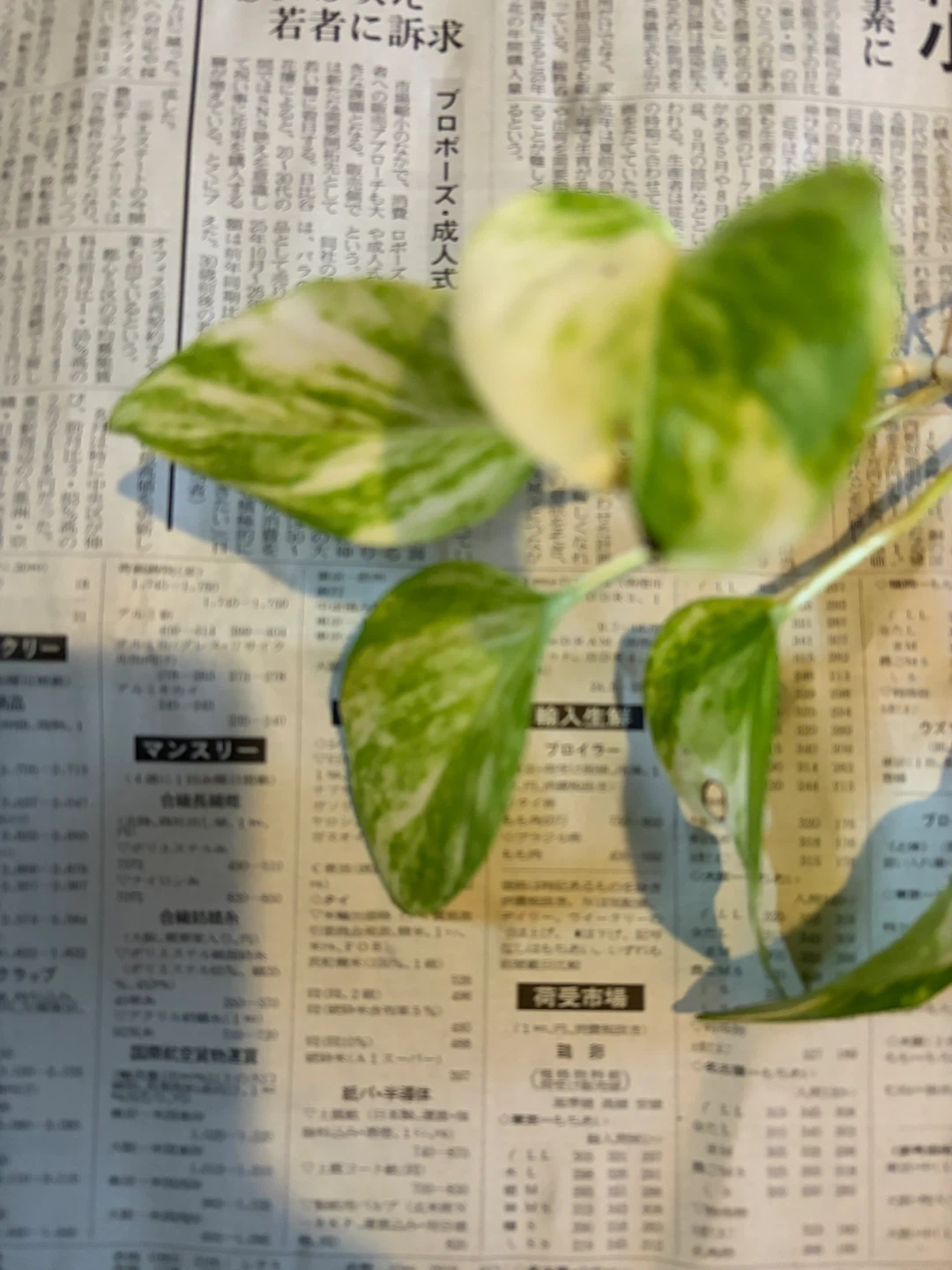 斑入りポトス 水耕栽培 観葉植物 容器は入りませんの写真3枚目