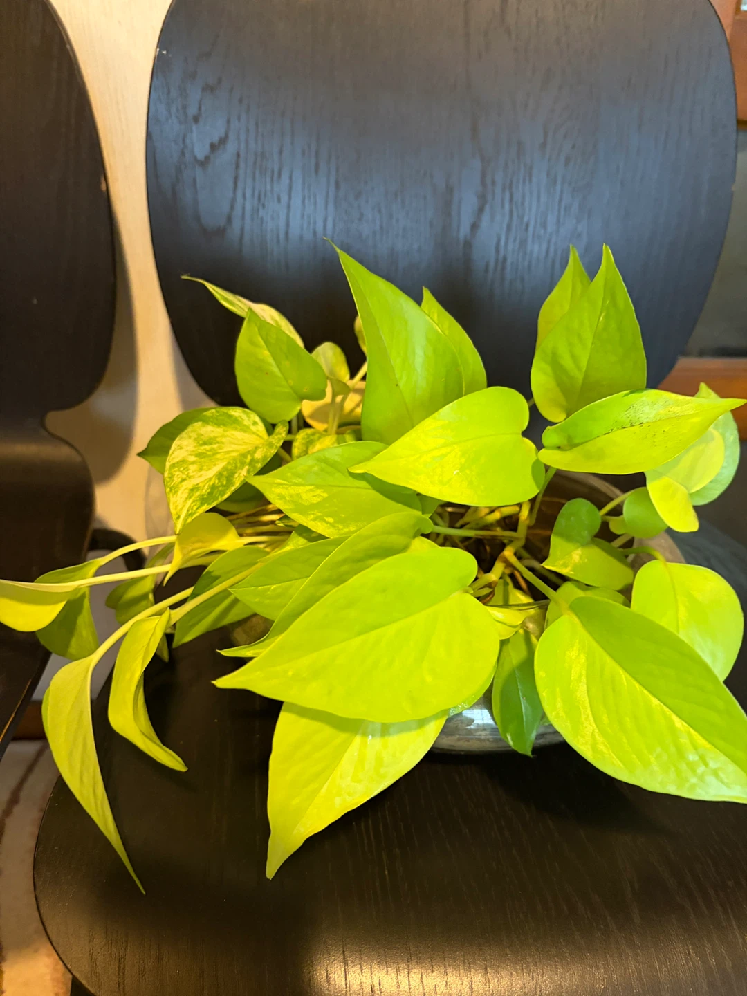 ポトス ライム 観葉植物 大きめ 容器は付きませんの写真5枚目