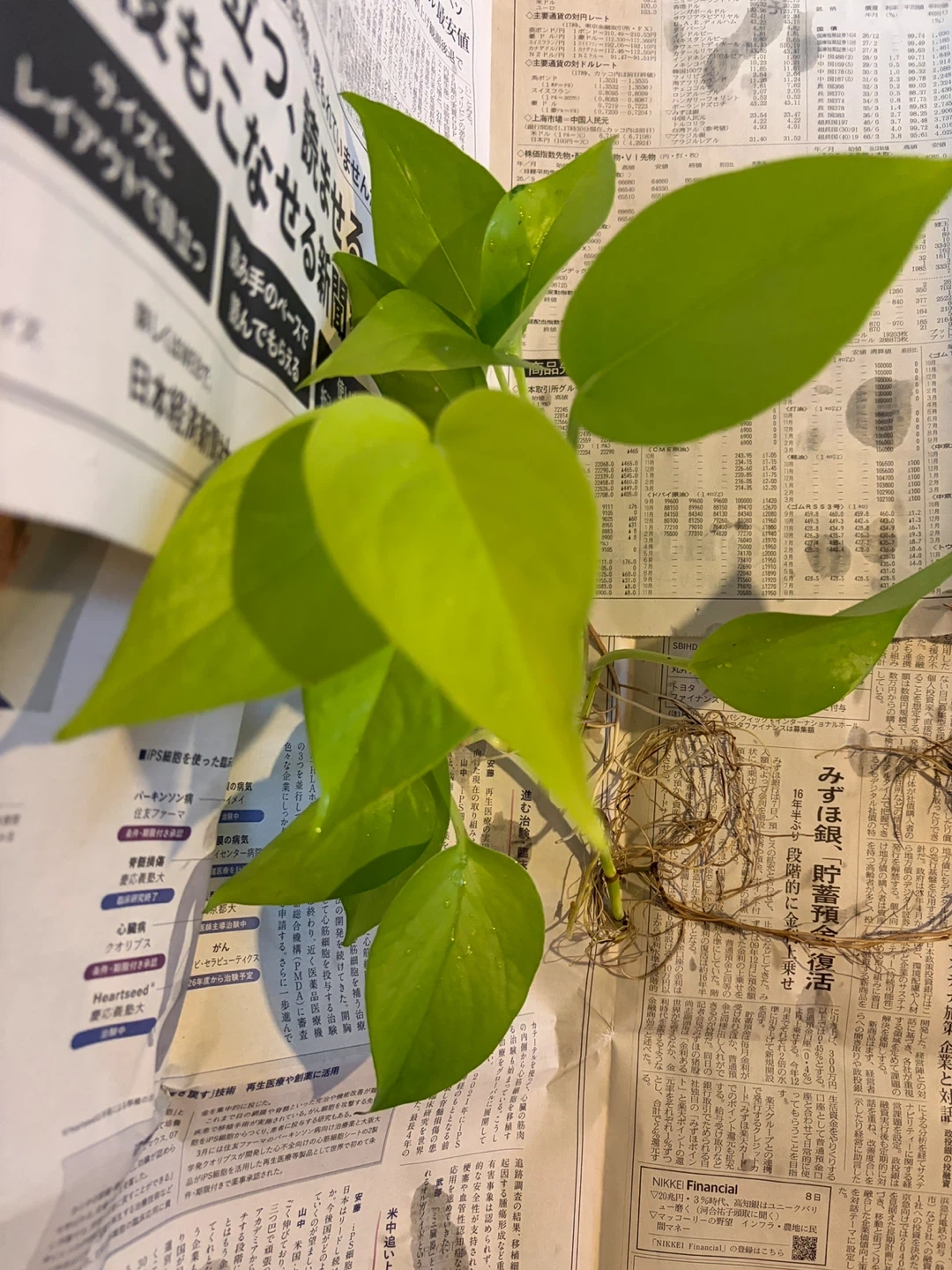 ポトス ライム 観葉植物 大きめ 容器は付きませんの写真3枚目