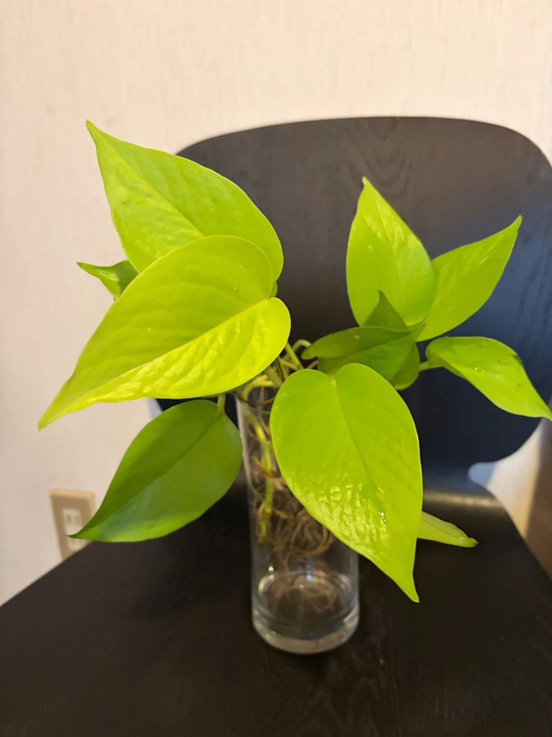ポトス ライム 観葉植物 大きめ 容器は付きません