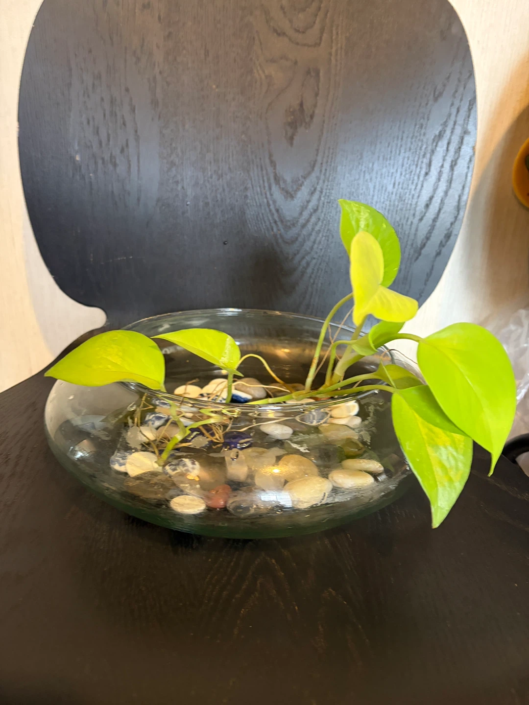 ポトス ライム 観葉植物 大きめ 容器は付きませんの写真2枚目