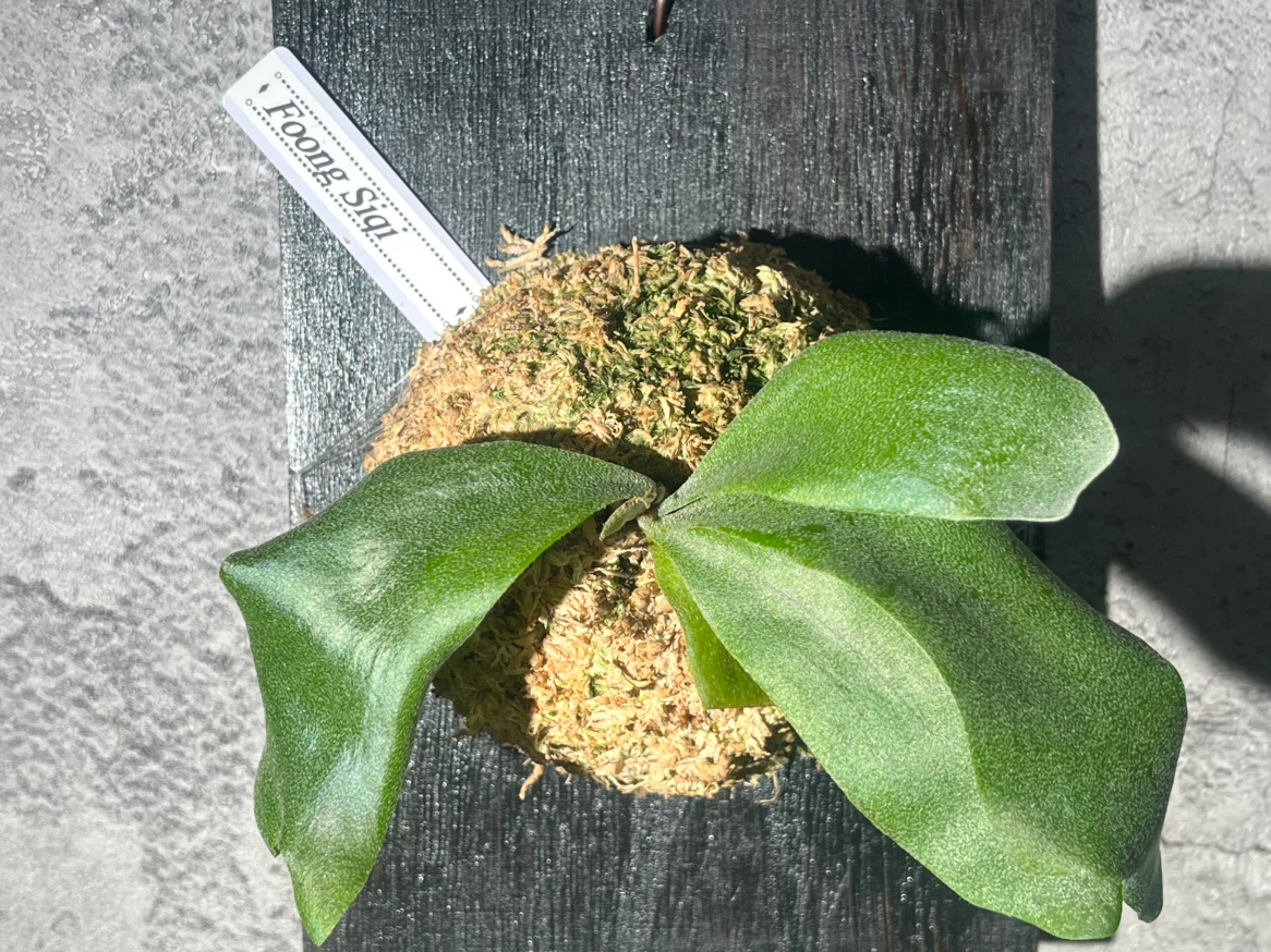 【観葉植物】P.FSQ spore（フーンシキ）中型サイズ養生板付き✨