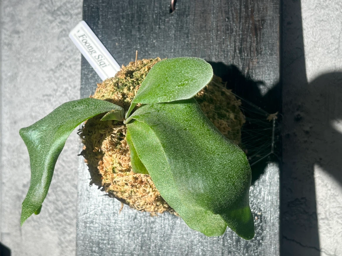 【観葉植物】P.FSQ spore(フーンシキ)中型サイズ養生板付き✨の写真2枚目