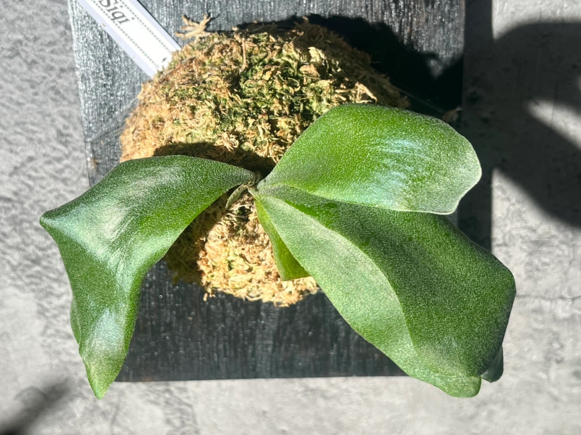 【観葉植物】P.FSQ spore(フーンシキ)中型サイズ養生板付き✨の写真3枚目