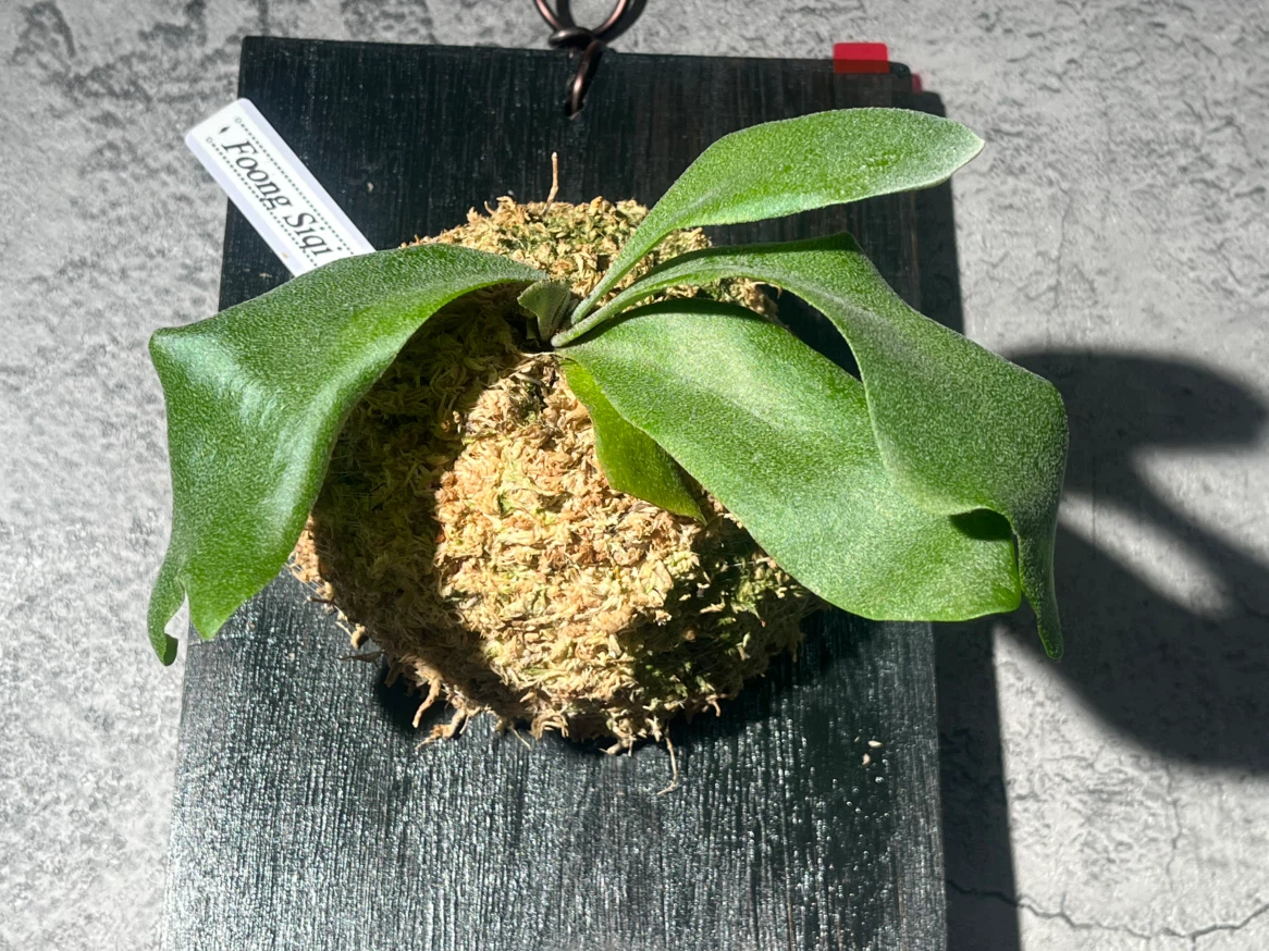 【観葉植物】P.FSQ spore（フーンシキ）中型サイズ養生板付き✨の写真4枚目